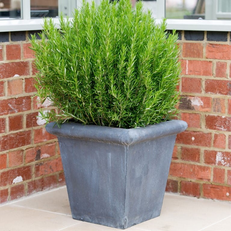 Planter Classic