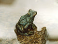 Little Frog