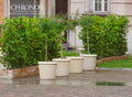 Trellis Planter