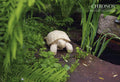 Wanderer the Turtle