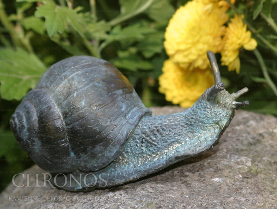 Snail