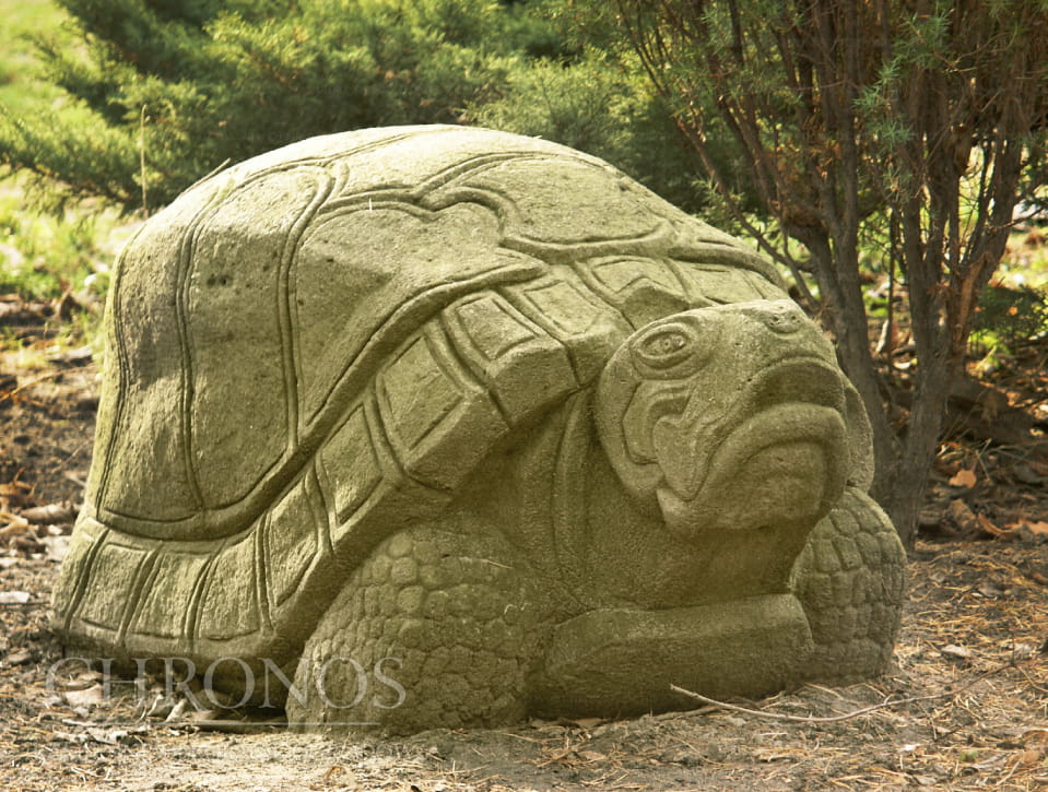 Tortoise