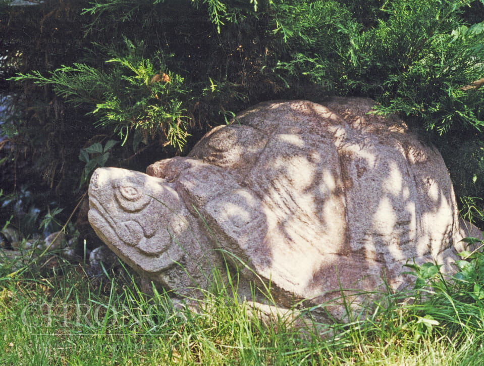 Tortoise