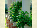 Garden column (Ø25cm)