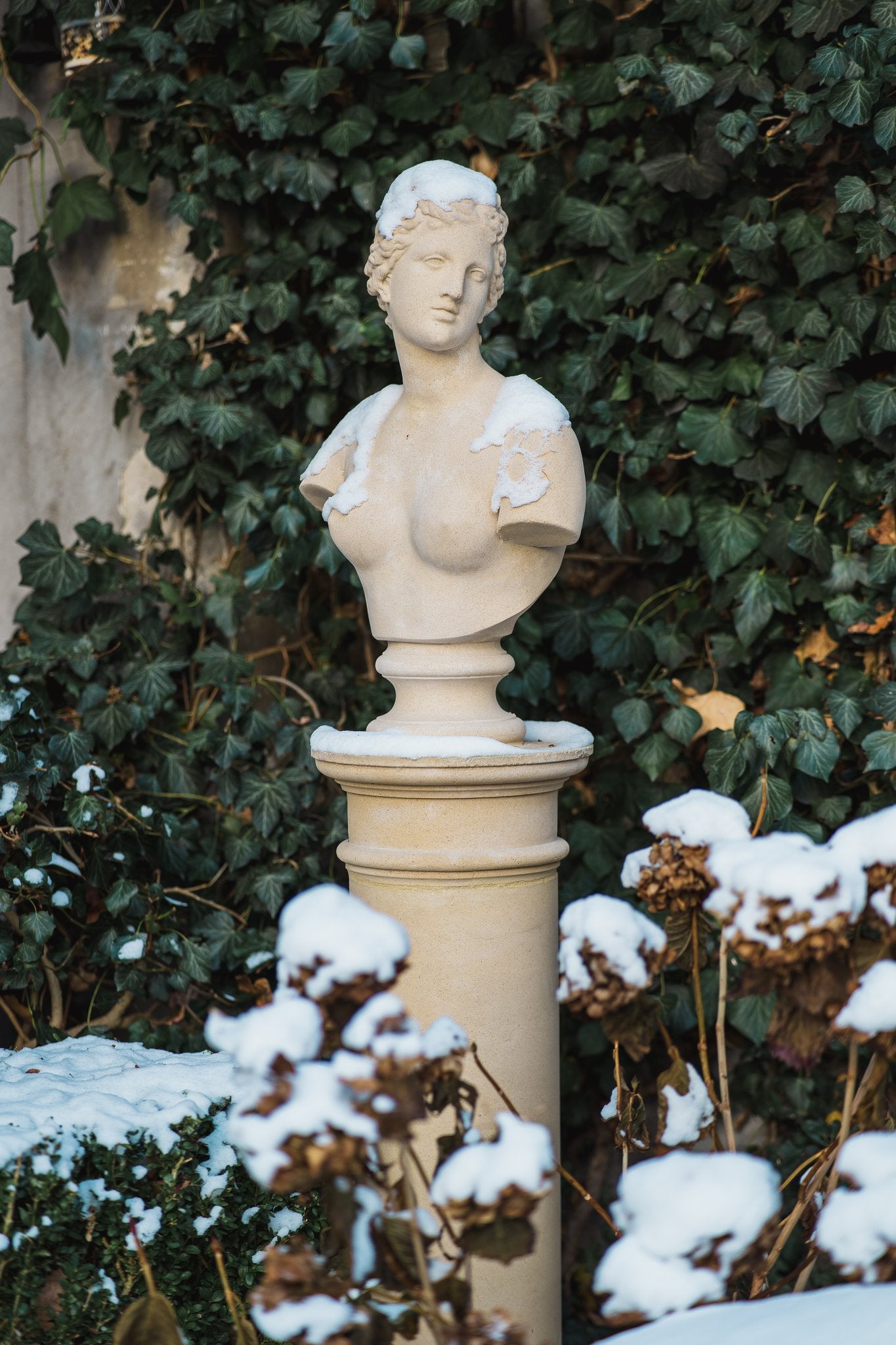 Aphrodite - bust