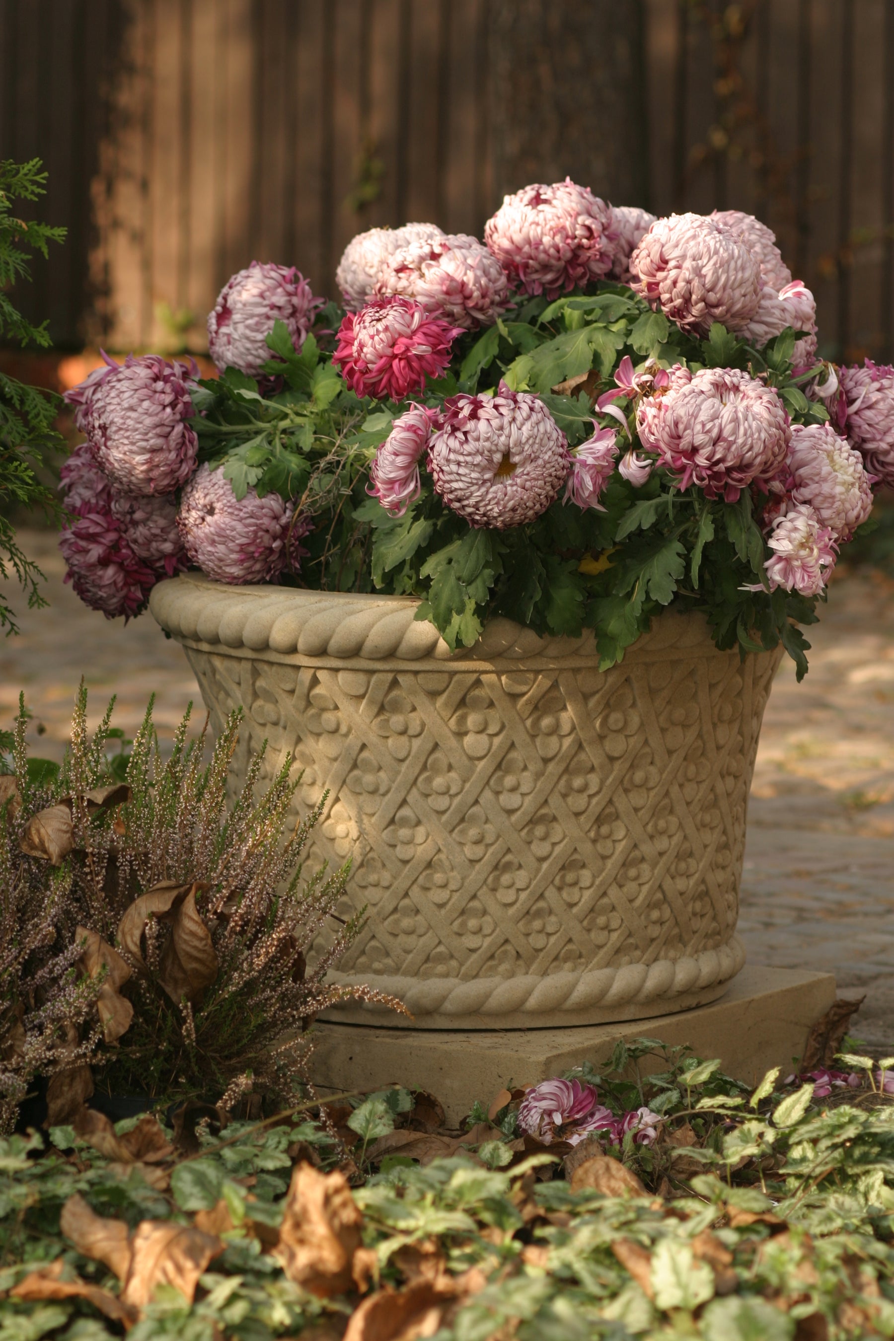 Cecylia Planter