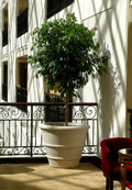Donica Meridiana
