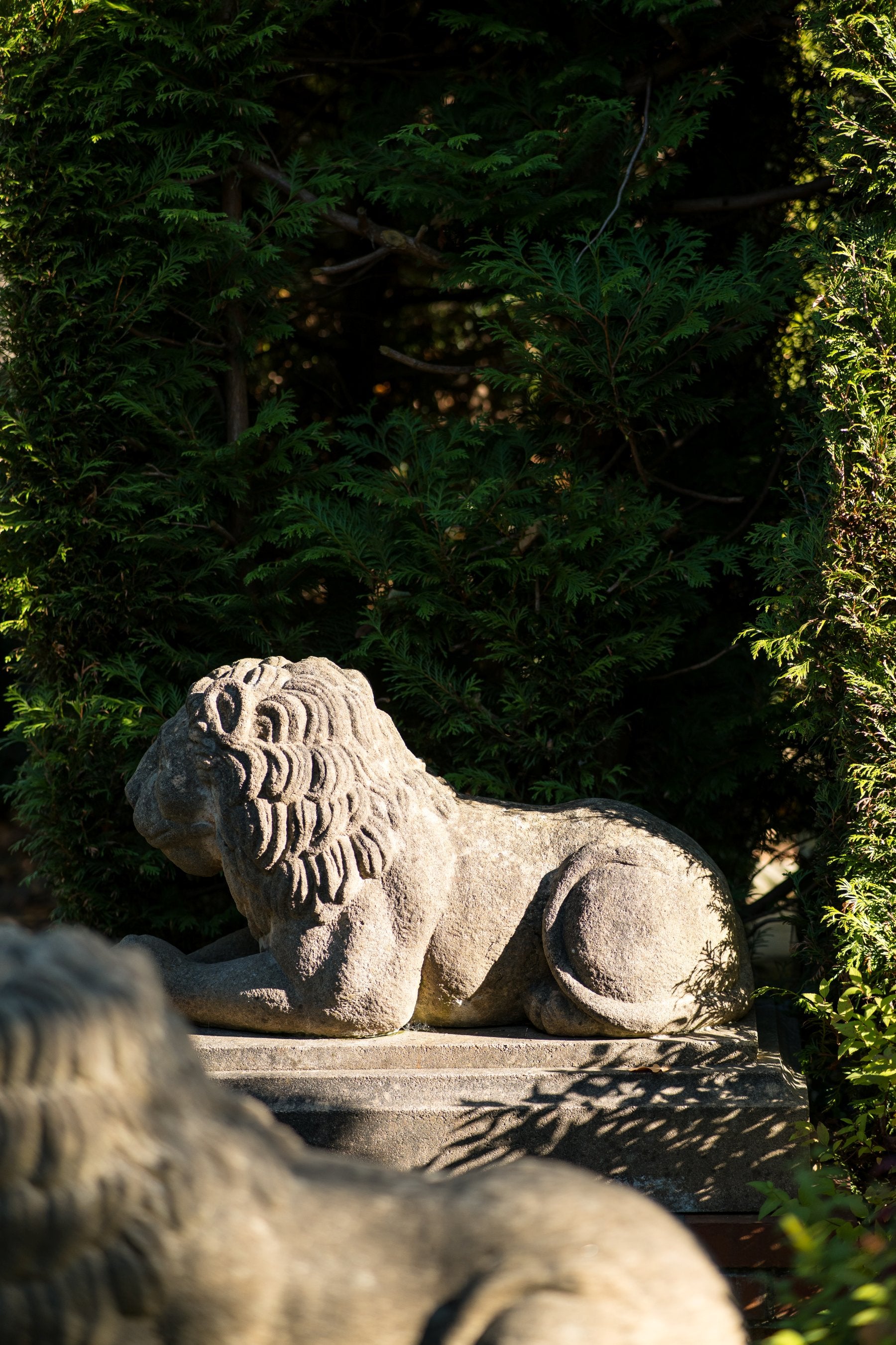 Leo