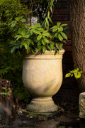 Amphora Olympia