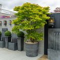 Porto Pot