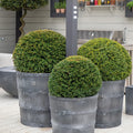 Porto Pot