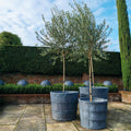 Porto Pot