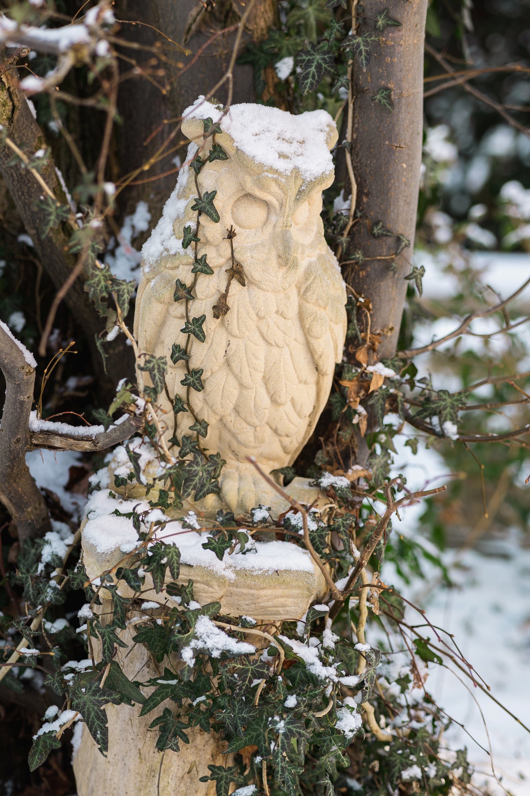 Owl