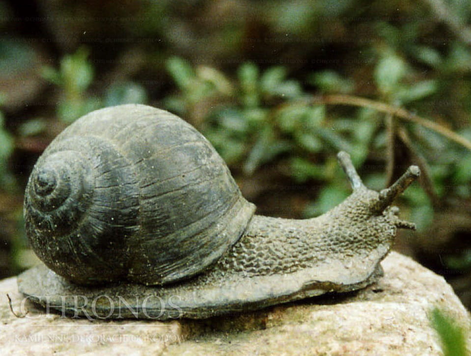 Snail