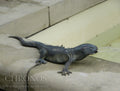 Fountain sculpture - Brass Lizard