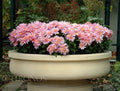 Flora flower bowl
