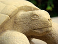 Wanderer the Turtle