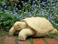 Wanderer the Turtle