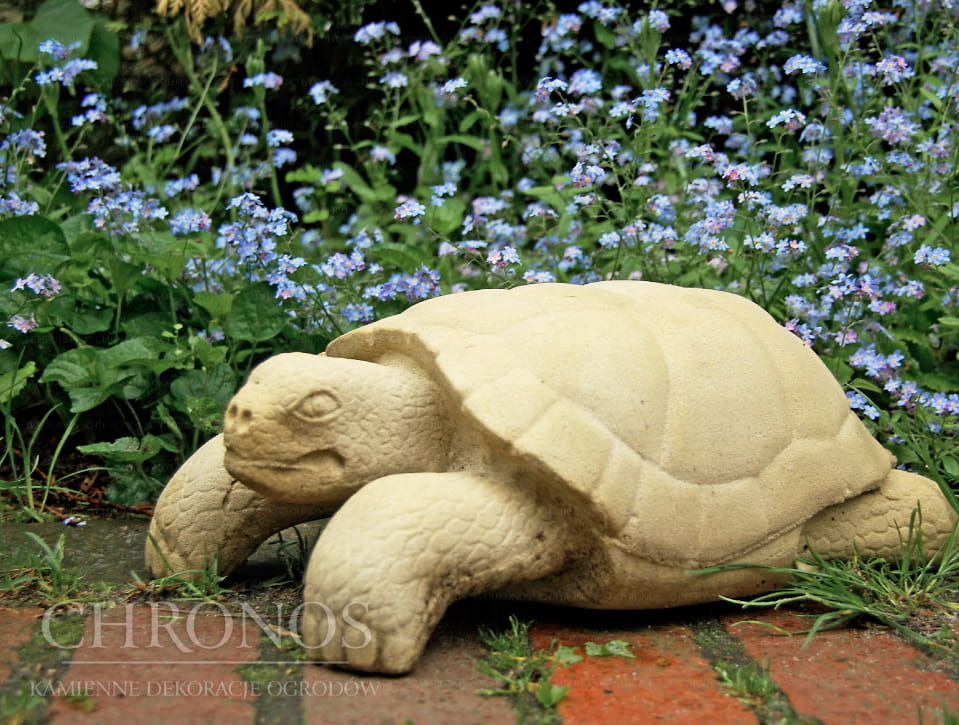Wanderer the Turtle