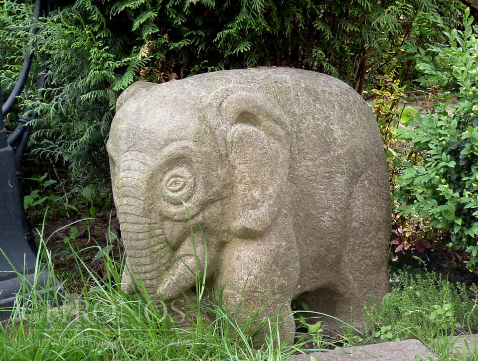 Elephant