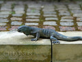Fountain sculpture - Brass Lizard
