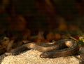 Natrix