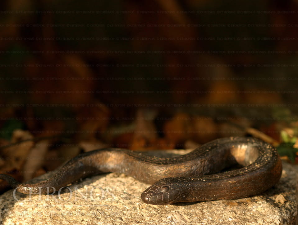 Natrix